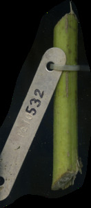primarybranch