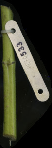 primarybranch