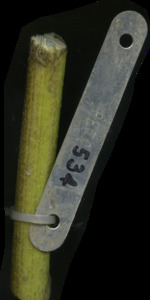 primarybranch