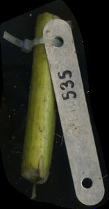 primarybranch