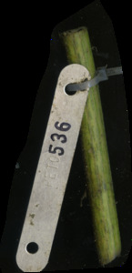 primarybranch