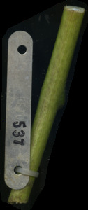 primarybranch