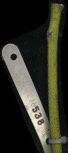 primarybranch