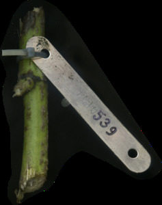 primarybranch