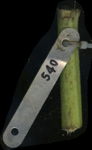 primarybranch
