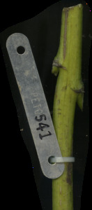 primarybranch