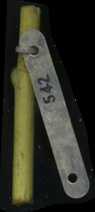primarybranch