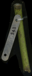 primarybranch