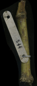 primarybranch