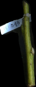 primarybranch