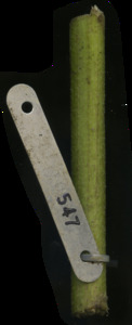 primarybranch