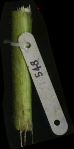 primarybranch