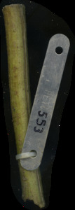 primarybranch
