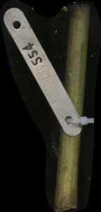 primarybranch