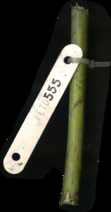 primarybranch
