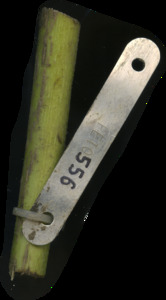 primarybranch