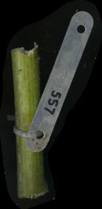primarybranch