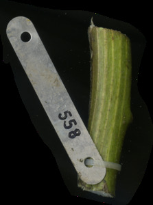 primarybranch