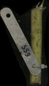 primarybranch