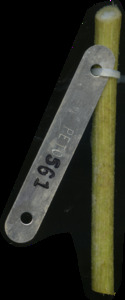 primarybranch
