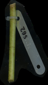 primarybranch