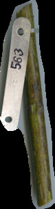 primarybranch