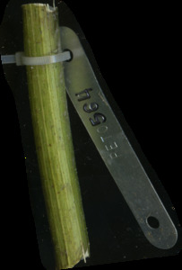 primarybranch