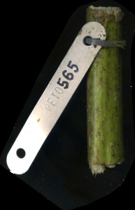 primarybranch