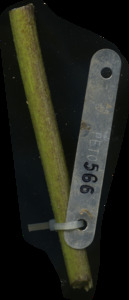 primarybranch