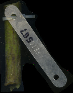 primarybranch