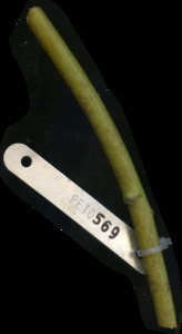 primarybranch