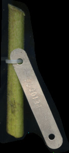 primarybranch
