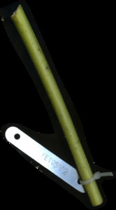 primarybranch