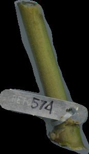 primarybranch