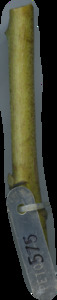 primarybranch