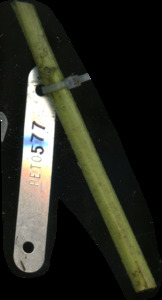 primarybranch