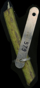 primarybranch