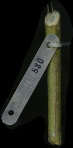 primarybranch