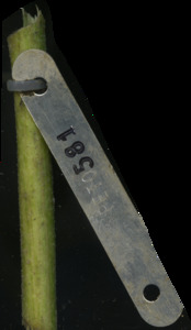 primarybranch