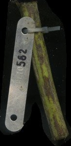 primarybranch