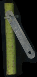 primarybranch