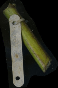 primarybranch
