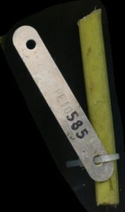 primarybranch