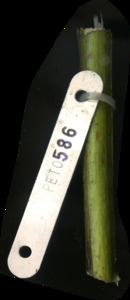 primarybranch