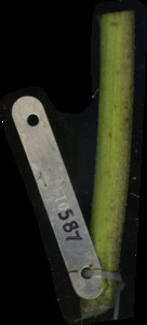 primarybranch