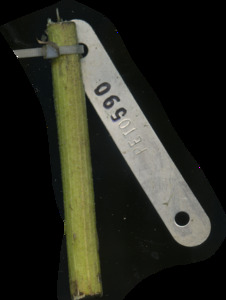 primarybranch
