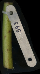 primarybranch