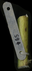 primarybranch