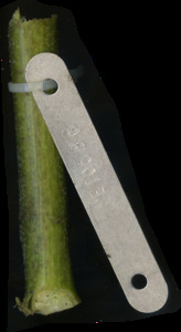 primarybranch