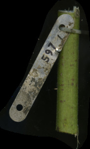 primarybranch